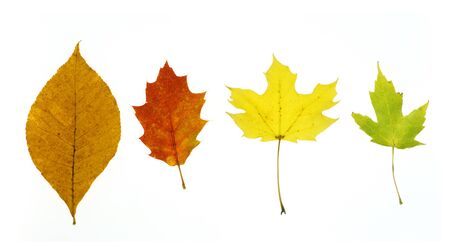 colorful autumn leaves isolated on white backgroundの写真素材