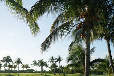coconut trees in tropical golf courseの写真素材