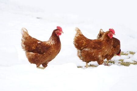 Cage free chicken searching for food in the snowの写真素材