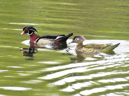 male and female wood duck swimming in the lakeの写真素材