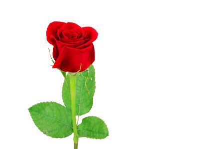 red rose isolated on the white backgroundの写真素材