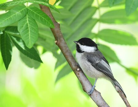 close up on black capped chickadee bird on the tree branchの写真素材