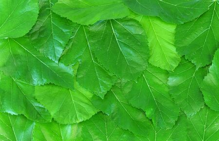 fresh green mulberry leaves as nature background