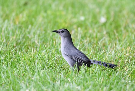 gray catbird in the green meadowの写真素材