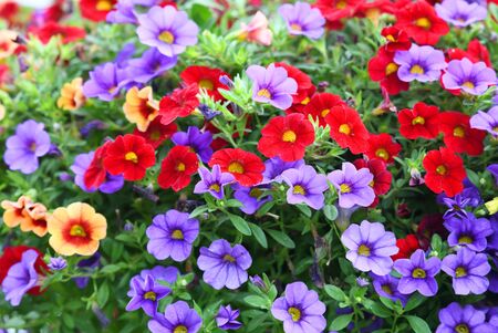 colorful petunia flower blooming in summerの写真素材