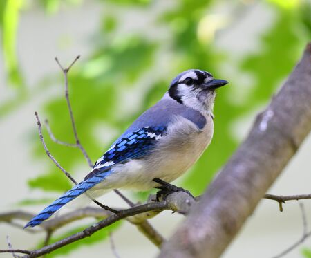 blue jay standing on the tree branchの写真素材