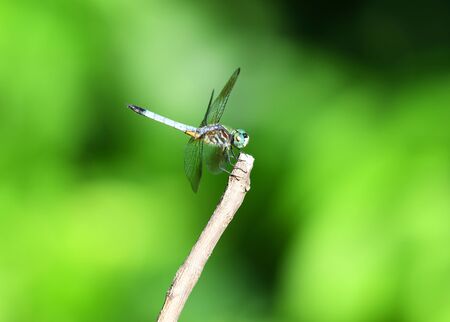 dragonfly stop on the branchの写真素材