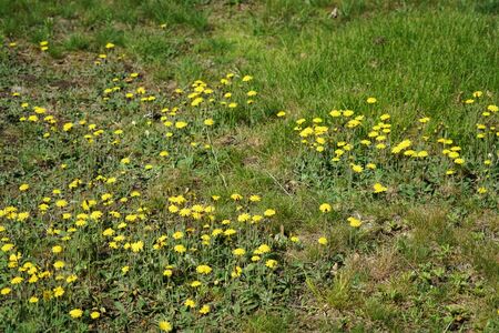 lawn in backyard in bad condition need weed controlの写真素材
