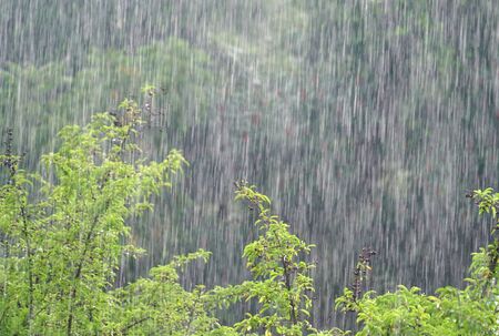 trees and woods in heavy rain in summer thunderstormの写真素材