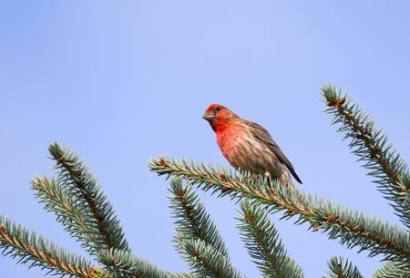 red house finch standing on pine tree branchの写真素材