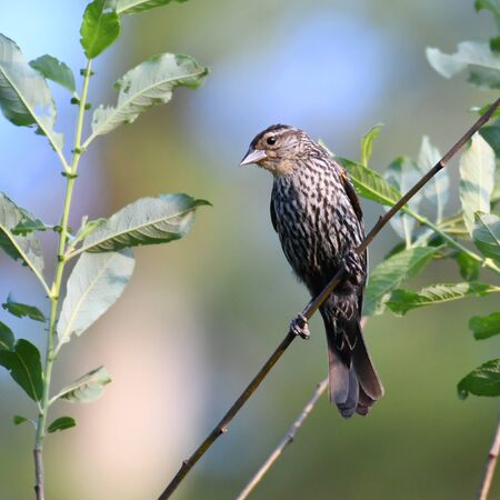 red wing blackbird on the tree branchの写真素材
