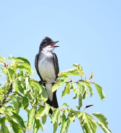 eastern kingbird standing on tree branch