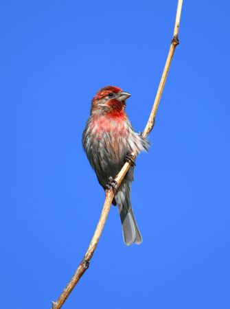 red house finch standing on twig against blue skyの写真素材