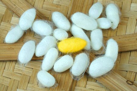 silkworm cocoon on bamboo containerの写真素材