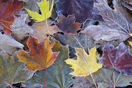 frost colorful leaves in the cold morning as nature backgroundの写真素材