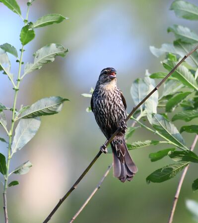 red wing blackbird on the tree branchの写真素材