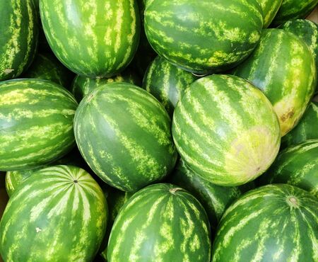 pile of fresh watermelon in the harvest seasonの写真素材