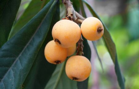 fresh ripe loquat on the tree branchの写真素材