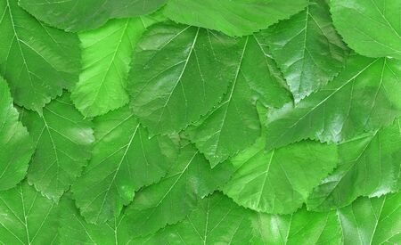 fresh green mulberry leaves as nature backgroundの写真素材