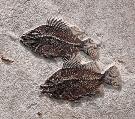 close up on fossil fish in the rockの写真素材