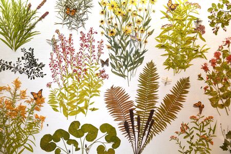 plant specimen on the wall