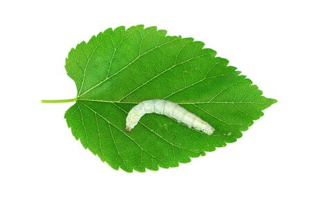 silkworm on fresh green mulberry leaf isolated on white backgroundの写真素材