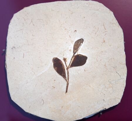 close up on fossil plant in the rockの写真素材