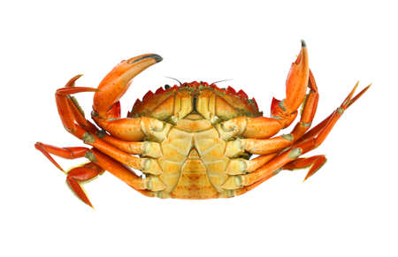 single steamed crab isolated on white backgroundの写真素材