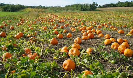 pumpkins in the field in autumn harvest seasonの写真素材