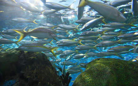 schools of fish in the sea