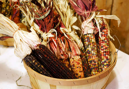 close up on colorful Indian corn in the basket