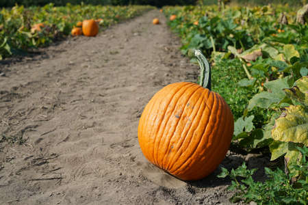 close up on pumpkin in the field in autumnの写真素材