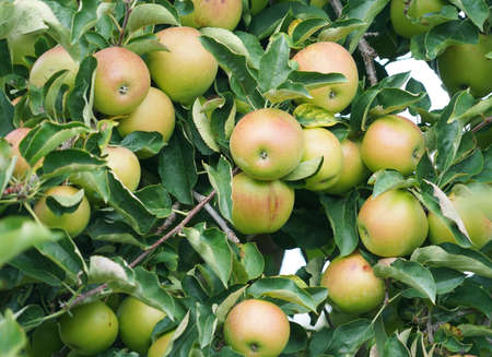 fresh apples on the tree in harvest seasonの写真素材