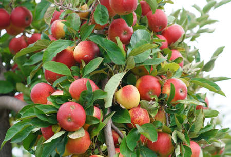 red apples on the tree in harvest seasonの写真素材