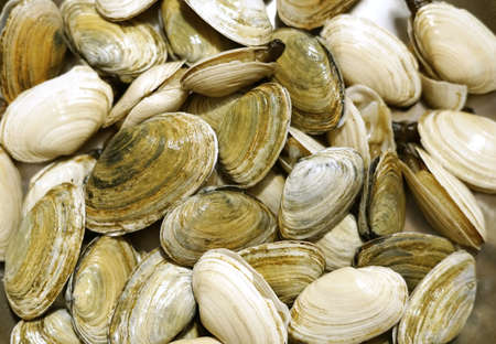 close up on geoduck clam as seafood backgroundの写真素材