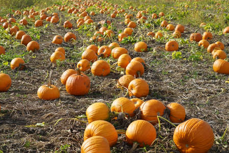 close up on pumpkin in the field in autumnの写真素材