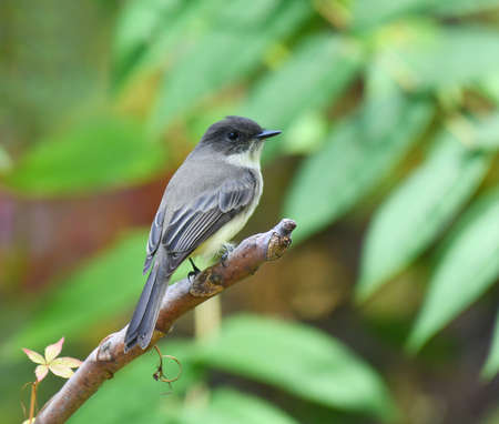 bird standing on the branches in green leavesの写真素材