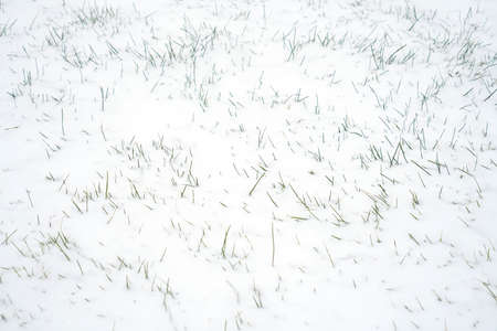 snow covered meadow in earlier springの写真素材