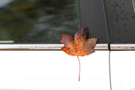 yellow fallen leaf on the car window