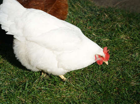 cage free white chicken in the farm