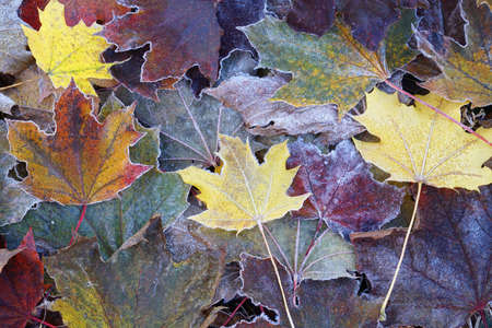 frost colorful leaves in the cold morning as nature backgroundの写真素材