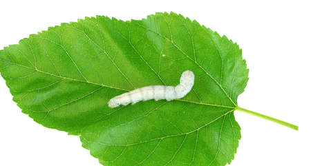 silkworm on fresh green mulberry leaf isolated on white backgroundの写真素材
