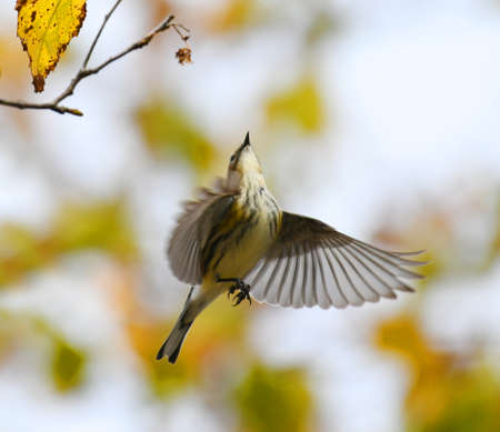 close up on flying bird in autumn forestの写真素材