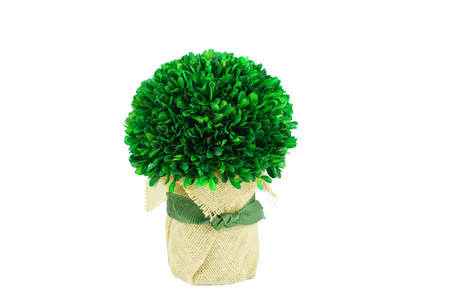 green plant decoration isolated on white backgroundの写真素材