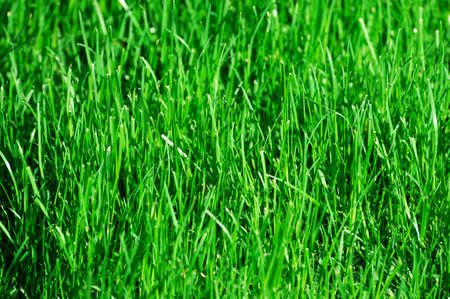 close up on green grassの写真素材