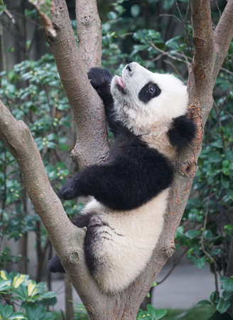 young panda climbing up and playing on the treeの写真素材