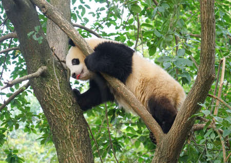 young panda climbing up and playing on the treeの写真素材