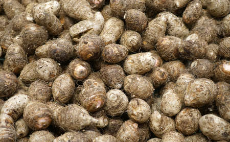 fresh raw taro in pile as food backgroundの写真素材