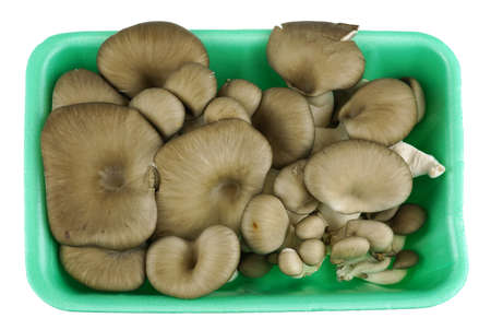 oyster mushroom in the container isolated on white backgroundの写真素材