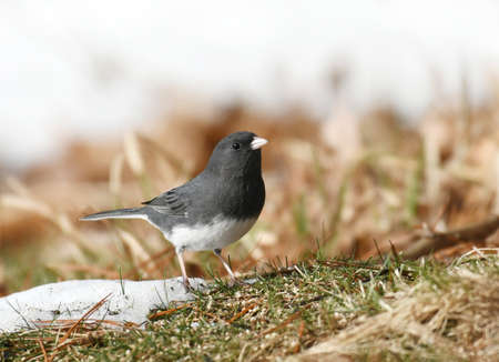 dark eyed junco bird standing on the ground in earlier spring with snow